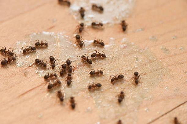 Best Pest Removal Services  in Aldine, TX