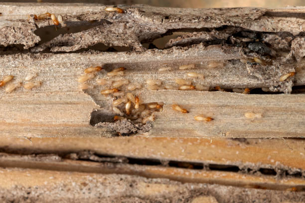 Best Rodent Control Near Me  in Aldine, TX